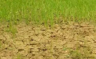 ୭୨ଟି ପଞ୍ଚାୟତରେ ମରୁଡ଼ିର ପଦଧ୍ୱନି !