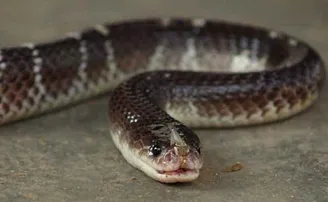 ସାପ କାମୁଡ଼ିଲା ବୋଲି ସାପକୁ କାମୁଡ଼ି ମାରି ଦେଲେ