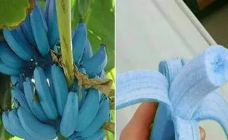 ଅନୀଲଙ୍କ ବାଡ଼ିରେ 'ଆଇସକ୍ରିମ୍' କଦଳୀ