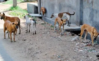 ଗୁଲୁଗୁଲାରେ ବିଷ ଦେଇ ମାରିଦେଲା ୨୦ କୁକୁର