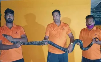 ଘର ଭିତରୁ ବାହାରିଲା ୧୦ ଫୁଟର ଅଜଗର