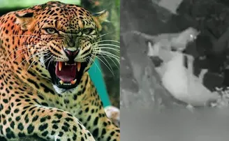 ବୃଦ୍ଧାଙ୍କୁ ଡ଼ରିଗଲା ବାଘ