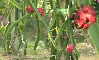 ବରଗଡ଼ରେ ଫଳୁଛି ବିଦେଶୀ ଫଳ, ନାଁ ତା’ର ଡ୍ରାଗନ୍‌ ଫ୍ରୁଟ୍‌