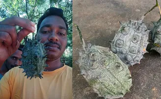 ବାଡ଼ିରେ ଫଳିଛି ‘କରୋନା’ କାକୁଡ଼ି! ଲାଗିଛି ଲୋକଙ୍କ ଭିଡ଼