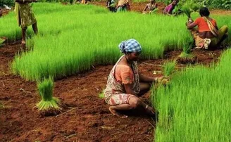 କୃଷି ଆଇନ ପ୍ରତ୍ୟାହୃତ ହେବା ପରେ ବଦଳିବ କି କୃଷକଙ୍କ ସ୍ଥିତି?