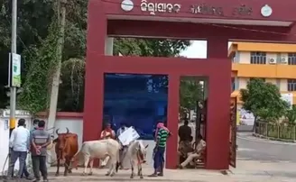 ଗୋମାତାଙ୍କୁ ଧରି ଜିଲ୍ଲାପାଳଙ୍କ କାର୍ଯ୍ୟାଳୟ ଆଗରେ ଧାରଣା