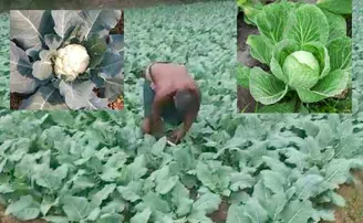 ଦୁଃଖ ଦେଇଥିଲା କରୋନା, ମଲମ ଲଗାଇଲା କୋବି!