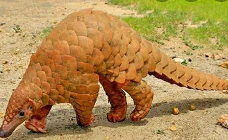 ଗରାଖ ସାଜି ଯାଇଥିଲେ ବନ କର୍ମଚାରୀ, ସୁଯୋଗ ଦେଖି ମାଡି ବସିଲେ