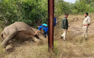 ୩୩ କେଭି ଲାଇନ୍ ସଂସ୍ପର୍ଶରେ ଆସି ମାଈ ହାତୀ ମୃତ