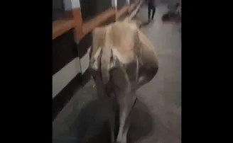 ବୁର୍ଲା ବଡ଼ ଡାକ୍ତରଖାନାର ମେଡିସିନ୍ ୱାର୍ଡରେ ବୁଲୁଛି ଗାଈ, ଭିଡିଓ ଭାଇରାଲ୍