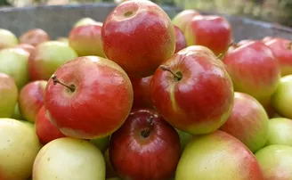 ଉଚ୍ଚ ଶିକ୍ଷିତ ଉପେନ୍ଦ୍ରଙ୍କ ଚାଷ ନିଶା, ବାଡ଼ିରେ ଫଳେଇଛନ୍ତି ଥାଇ କଶ୍ମୀର ରେଡ୍‌ ବେରୀ