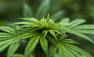 ଗଞ୍ଜେଇ ରୋକୁଛି କରୋନା ଭୂତାଣୁ!