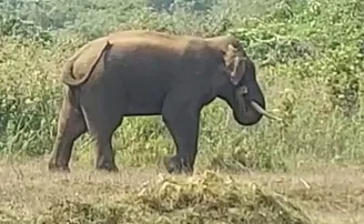 ଆହତ ଦନ୍ତା ନେଲା ଜୀବନ, ଆଖି ବୁଜିଲେ ଏଲିଫ୍ୟାଣ୍ଟ ସ୍କ୍ୱାର୍ଡ ସଦସ୍ୟ