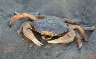 କଙ୍କଡ଼ା ଉପାଖ୍ୟାନ!