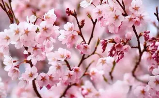 ଓଡ଼ିଆ ବୈଜ୍ଞାନିକଙ୍କ ନାମରେ ନାମିତ ହେଲା ଚେରି ଫୁଲ, ‘ପ୍ରୁନୁସ୍‌ ଦୀନବନ୍ଧୁଆନ’ ଭାବେ ପାଇବ ପରିଚୟ