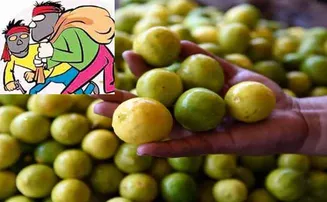 ମହଙ୍ଗା ମାଡ ପରେ ମାତିଲେ ଲେମ୍ବୁ ଚୋର, ନେଇଗଲେ ୬୦ କିଲୋ