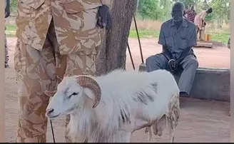 ମହିଳାଙ୍କୁ ମାରି ୩ ବର୍ଷ ପାଇଁ ଜେଲ ଗଲା ମେଣ୍ଢା