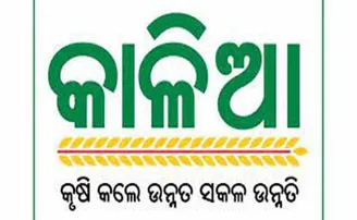ଚାଷୀଙ୍କୁ ମିଳିଲା ‘କାଳିଆ’ ଟଙ୍କା: ୮ମାସରେ ବଢ଼ିଛନ୍ତି ୨ଲକ୍ଷ ଚାଷୀ, ଝାରସୁଗୁଡ଼ା ବାଦ୍ ପଡ଼ିଲା