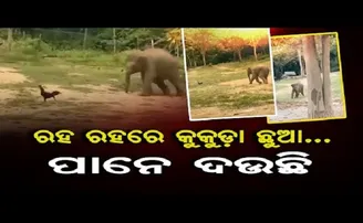 ରହ ରହରେ କୁକୁଡ଼ା ଛୁଆ…
