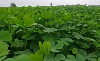 ସୁନୁସୁନିଆ ଶାଗରୁ ମାସକୁ ୩୦ ହଜାର