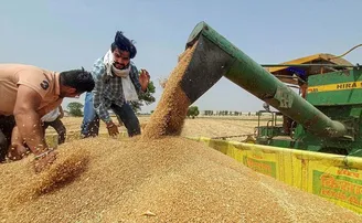ଭାରତର ନିଷ୍ପତ୍ତି ପରେ ରେଡର୍କ ସ୍ତରରେ ପହଞ୍ଚିଲା ଗହମର ଦାମ