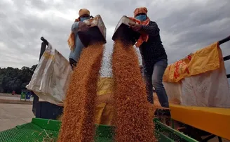 ମହଙ୍ଗା ହେଉଛି ଗହମ, ଘନେଇଲାଣି ଖାଦ୍ୟ ସଙ୍କଟ