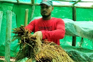 ବିଟେକ୍ ଚାକିରି ଛାଡ଼ି ସଫଳ ଛତୁ ଚାଷୀ