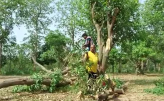 ଫାର୍ମ ହାଉସରେ ପଶି ଆମ୍ବ ଖାଇଗଲେ ହାତୀ, ଚିନ୍ତାରେ ଚାଷୀ