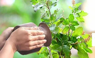 ତୁଳସୀ ଗଛରେ ପାଣି ଦେବା ବେଳେ କରନ୍ତୁ ନାହିଁ ଏପରି ଭୁଲ୍‌, ମାଡ଼ି ଆସିବ ବିପତ୍ତି