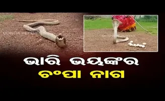 ଭାରି ଭୟଙ୍କର ଚମ୍ପା ନାଗ