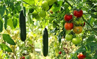 ଫସଲ ବିଭିନ୍ନତା ଓଡ଼ିଶାକୁ ସମୃଦ୍ଧ କରିବ