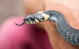 ‘ସାପ କାମୁଡ଼ା ରୋଗୀଙ୍କୁ ଚଲାନ୍ତୁ ନାହିଁ, ଷ୍ଟ୍ରେଚରରେ ମେଡ଼ିକାଲ୍‌ ନିଅନ୍ତୁ’