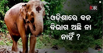 ଜଙ୍ଗଲରେ ପତ୍ର ଗଣୁଛି ବନ ବିଭାଗ ?