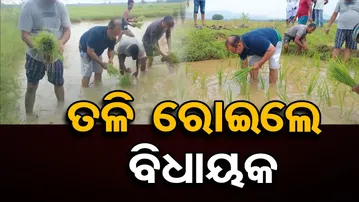 ଚାଷୀଙ୍କ ସହ ମିଶି ଧାନ ତଳି ରୋଇଲେ ବିଧାୟକ ଜ୍ୟୋତି ପ୍ରକାଶ ପାଣିଗ୍ରାହୀ