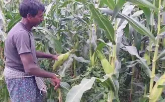 ମିଠା ମକା ପାଇଁ ବଜାର ନାହିଁ, ରାସ୍ତା କଡ଼ରେ ବିକି ପରିବାର ଚଳାଉଛନ୍ତି ଚାଷୀ