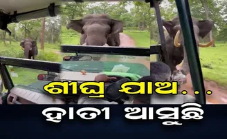 ଶୀଘ୍ର ଯାଅ ହାତୀ ଆସୁଛି