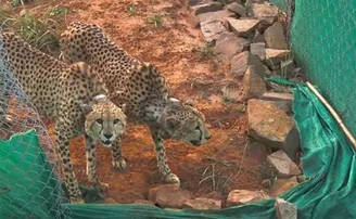 ନାମିବିଆରୁ ଆସିଥିବା ଚିତାଙ୍କ ଶିକାର ଆରମ୍ଭ