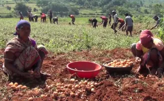 କଫି ପରି କୋରାପୁଟ୍‌ ଆଳୁର ରହିଛି ଡିମାଣ୍ଡ, କିନ୍ତୁ ଏଥର ଭଲ ଫଳିଲାନି