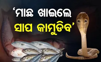 ‘ମାଛ ଖାଇଲେ ସାପ କାମୁଡ଼ିବ’