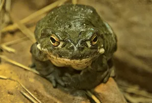 ପାର୍କରେ ବେଙ୍ଗ ଚାଟିବା ମନା