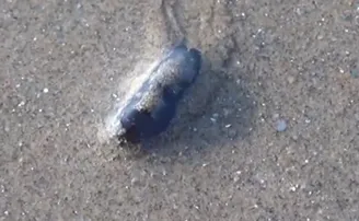 ନୂଆ ଅମେରୁଦଣ୍ଡୀ ପ୍ରାଣୀ ମେଲାନୋକ୍ଲାମିସ୍ ବେଙ୍ଗଲେନସିସ୍‌ର ମିଳିଲା ସନ୍ଧାନ