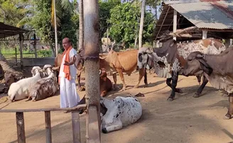 ଗୋଶାଳାରେ ଅଛନ୍ତି ୨୧ ପ୍ରଜାତିର ଶତାଧିକ ଗାଈ, ବିକ୍ରି ହୁଏନି ଦୁଗ୍ଧ