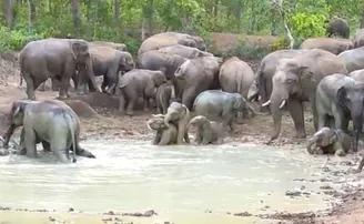 ହାତୀଙ୍କ ଜୀବନପ୍ରତି ବିପଦ ସାଜିଛି ଡଗ୍ ୱେଲ୍