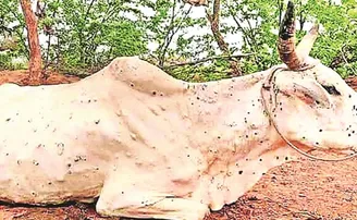 ଆତଙ୍କ ସୃଷ୍ଟି କଲାଣି ଲମ୍ପି ଚର୍ମ ରୋଗ