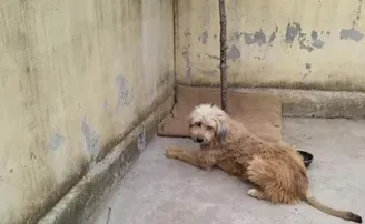 ଆତଙ୍କବାଦୀ ଆକ୍ରମଣରୁ ବଞ୍ଚେଇ ଦେଲା କୁକୁର