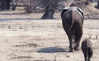 ଶୁଣ୍ଢ ନଥିବା ହାତୀ ଛୁଆ ଠାବ