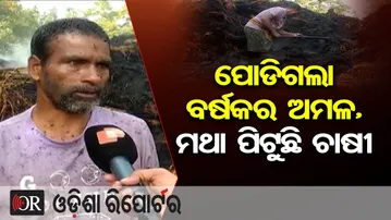 ପୋଡିଗଲା ବର୍ଷକର ଅମଳ, ମଥା ପିଟୁଛି ଚାଷୀ | Odisha Reporter