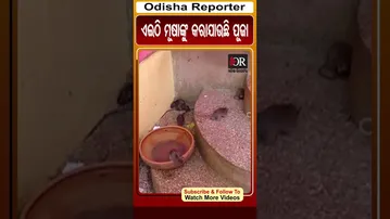 ଏଇଠି ମୂଷାଙ୍କୁ କରାଯାଉଛି ପୂଜା | RAJASTHAN KARNI MATA MANDIR | Odisha Reporter