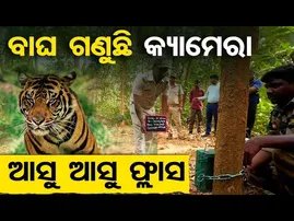 ବାଘ ଗଣୁଛି କ୍ୟାମେରା , ଆସୁ ଆସୁ ପ୍ଲାସ | Tiger Corridor || save tigers || Similipal Tiger Reserve ||OR