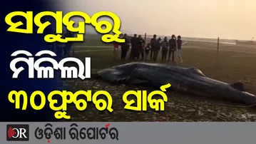 ସମୁଦ୍ରରୁ ମିଳିଲା 30ଫୁଟର ସାର୍କ  | Odisha Reporter